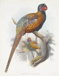 Phasianus Elegans (Elegante Fazant), 1870-1872